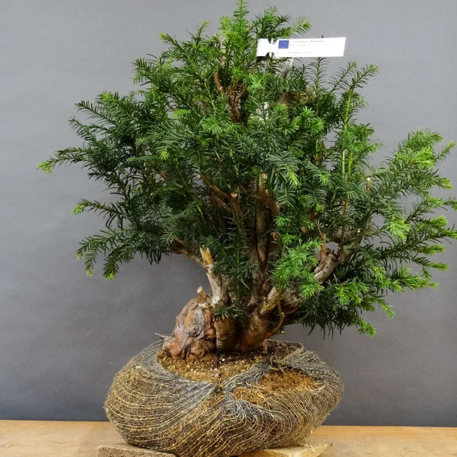 Taxus baccata Gemeine Eibe