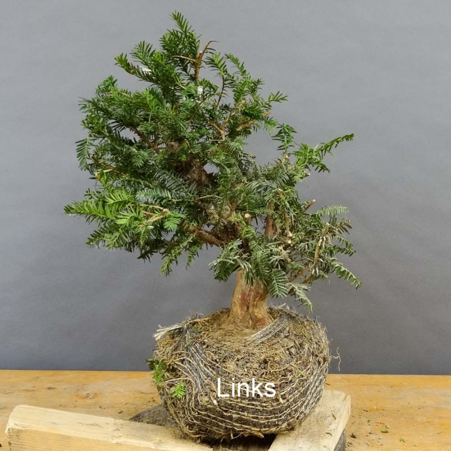 Taxus baccata Gemeine Eibe