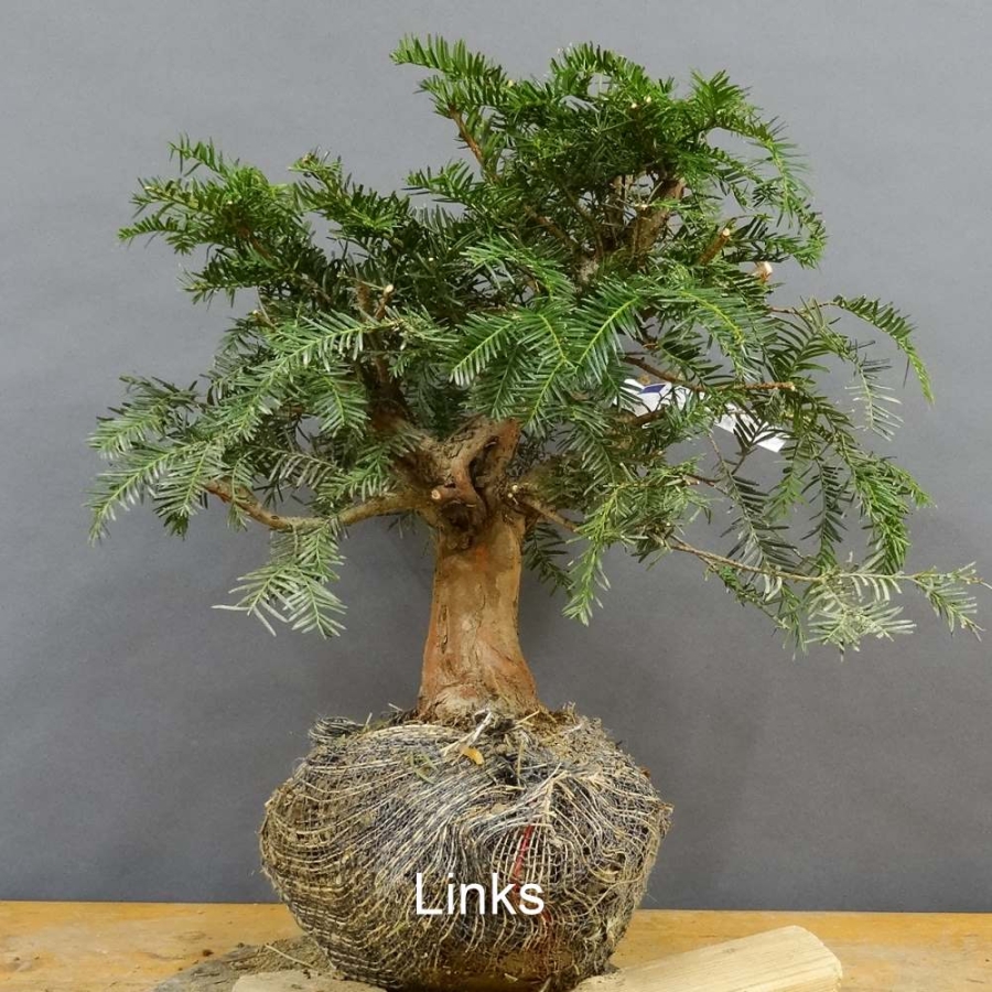 Taxus baccata Gemeine Eibe