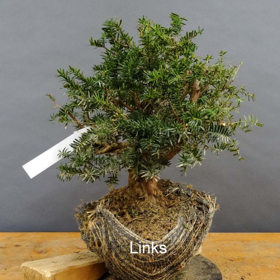 Taxus baccata Gemeine Eibe