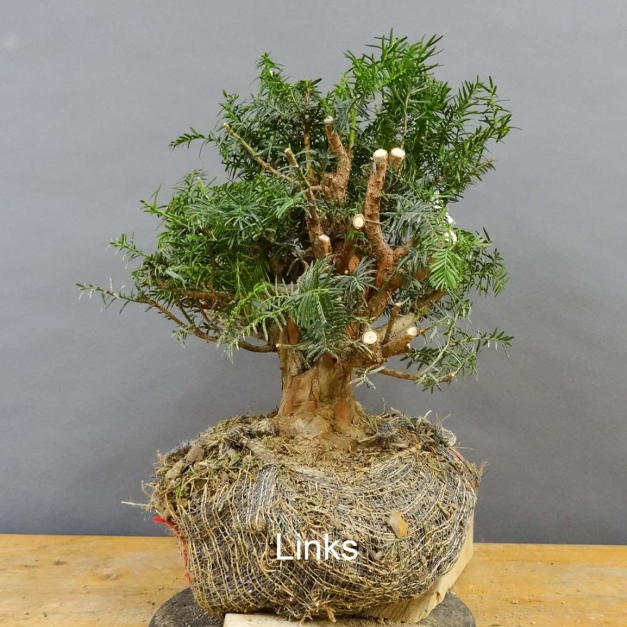 Taxus baccata Gemeine Eibe
