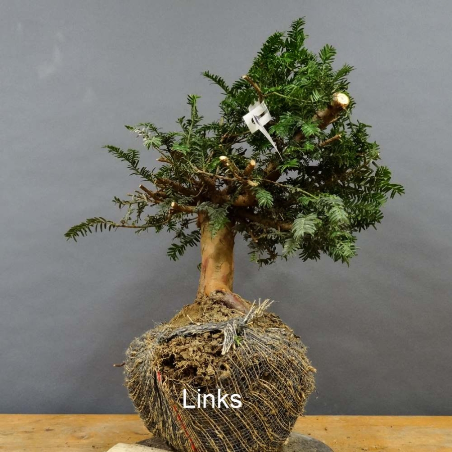 Taxus baccata Gemeine Eibe