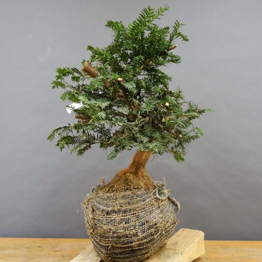 Taxus baccata Gemeine Eibe