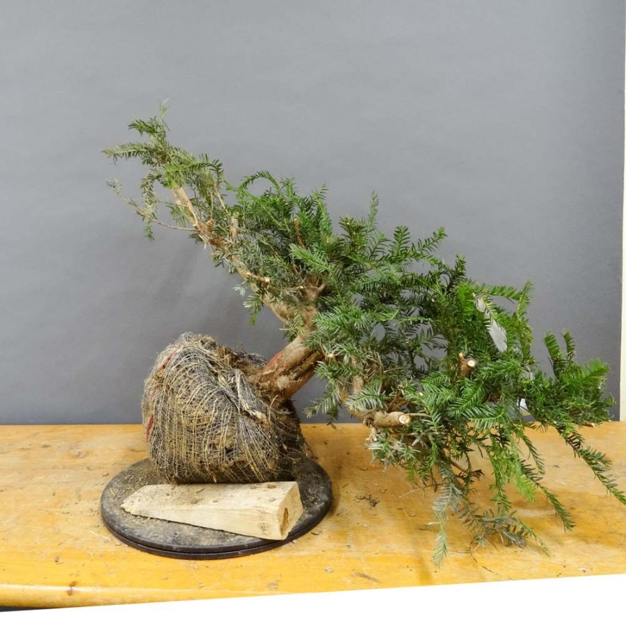 Taxus baccata Gemeine Eibe