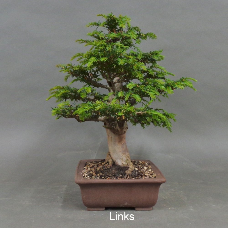 Bonsai, Taxus baccata, links