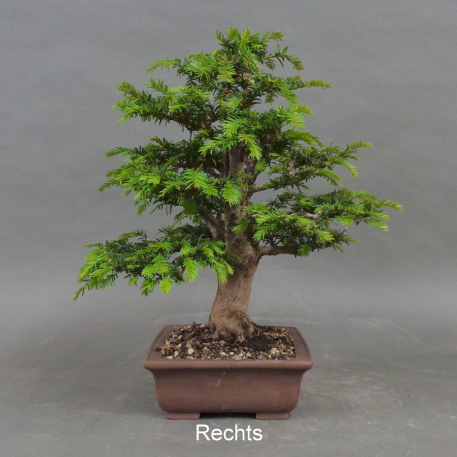 Bonsai, Taxus baccata, rechts