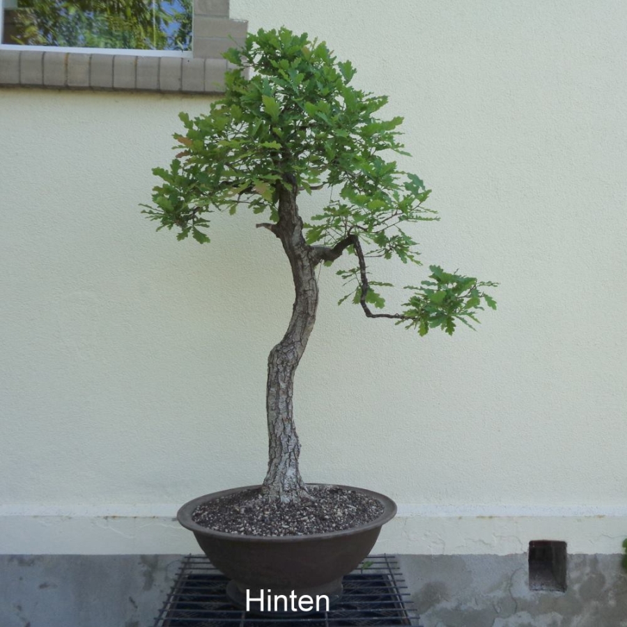 Bonsai, Eiche, oben