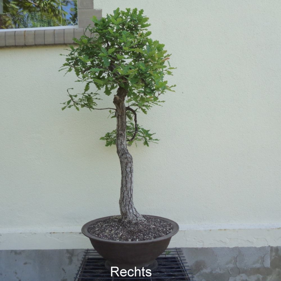 Bonsai, Eiche, rechts