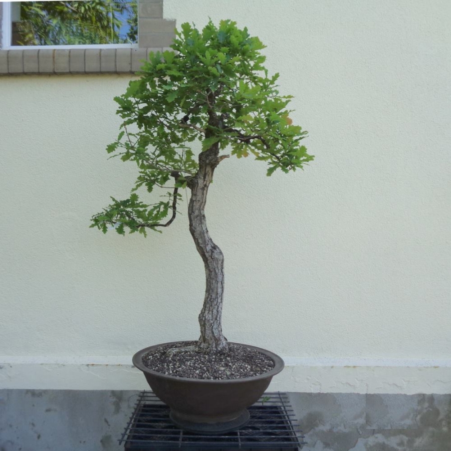 Bonsai, Eiche, vorn