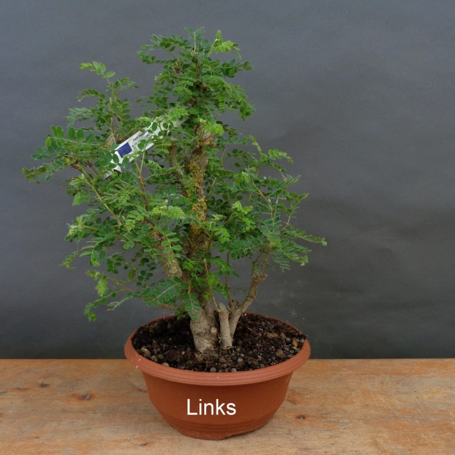 Erbsenstrauch links