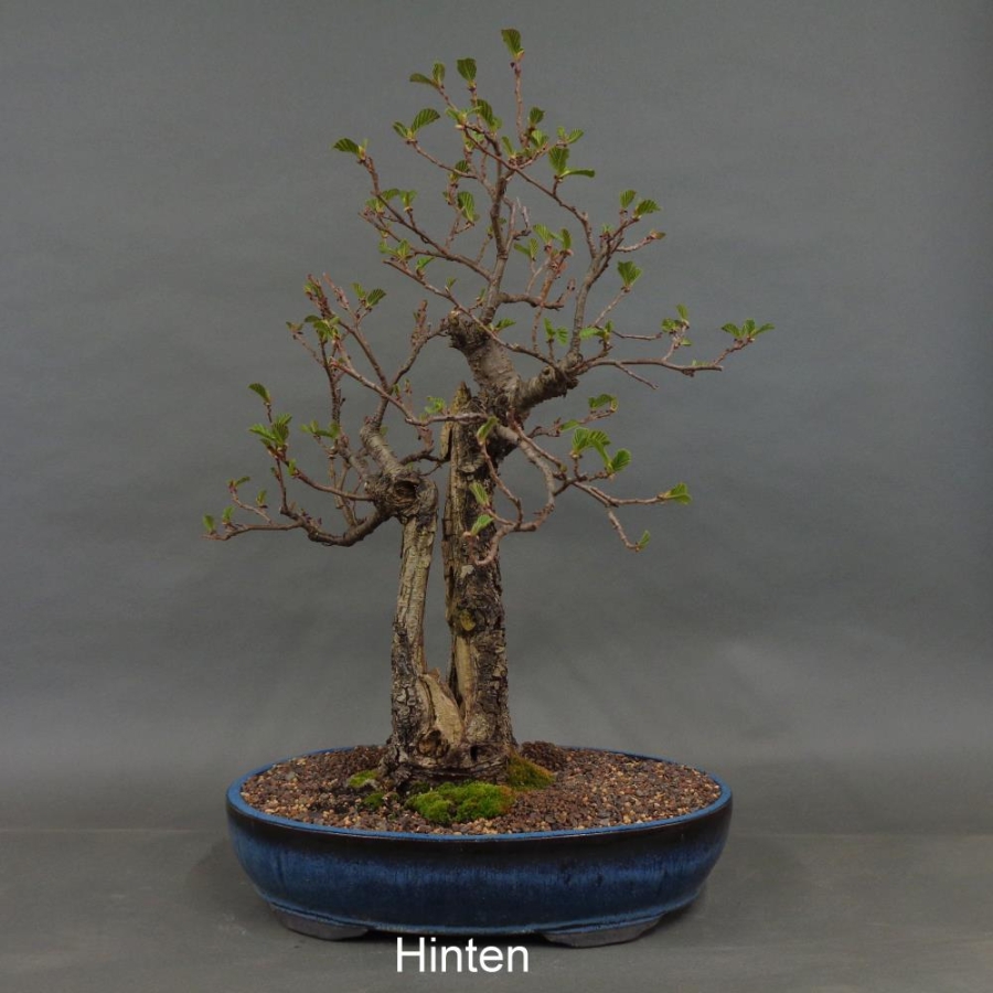 Bonsai, Schwarzerle, Alnus, hinten