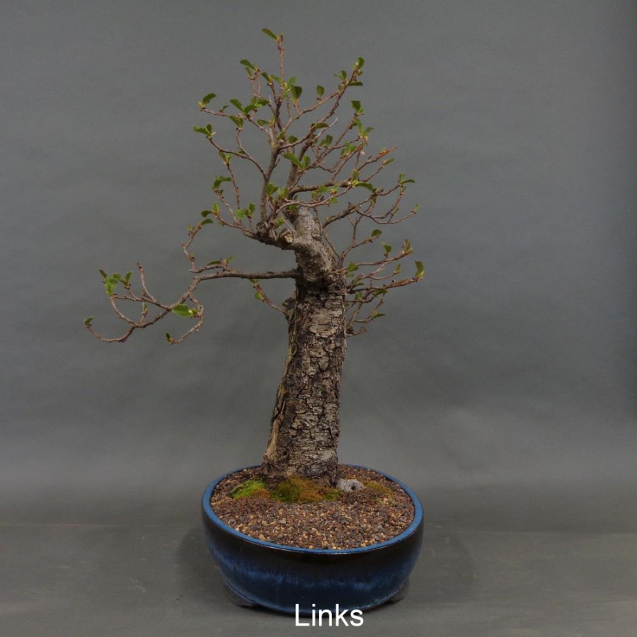 Bonsai, Schwarzerle, Alnus, links