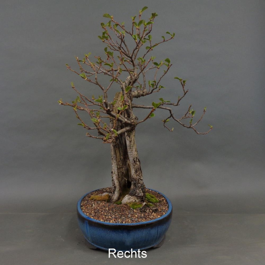 Bonsai, Schwarzerle, Alnus, rechts
