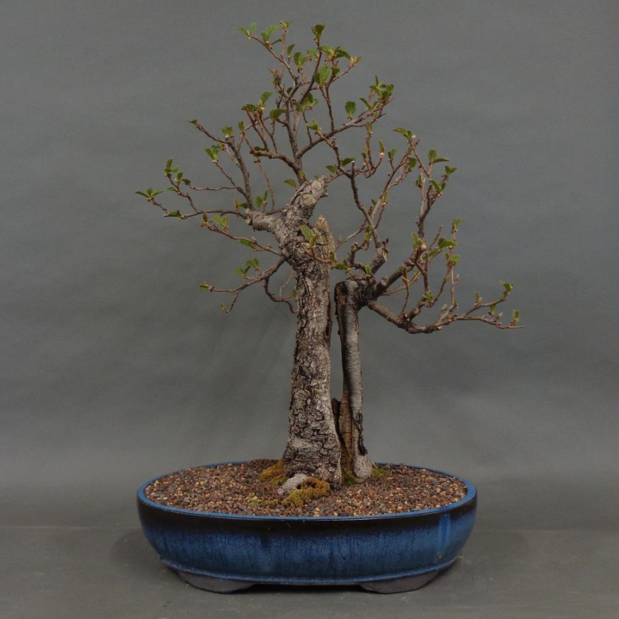Bonsai, Schwarzerle, Alnus, vorn