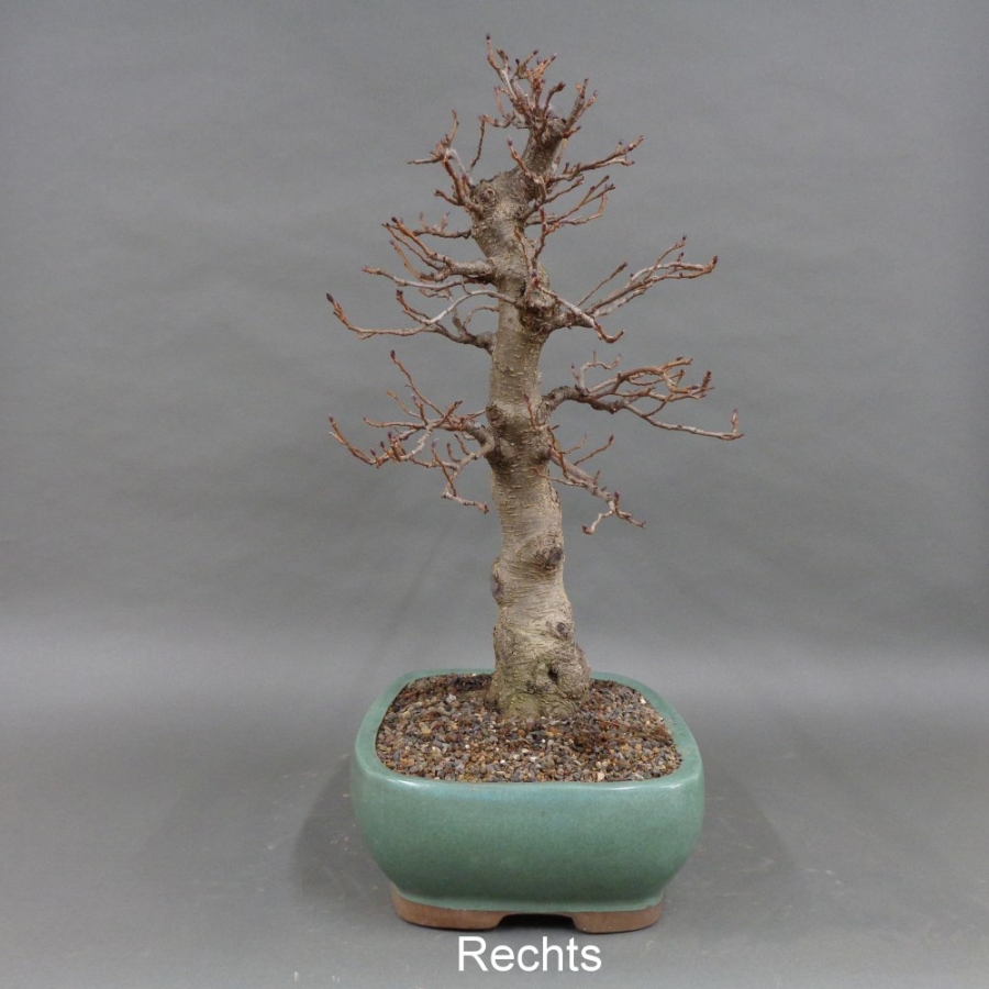 Bonsai, Schwarzerle, Alnus, rechts