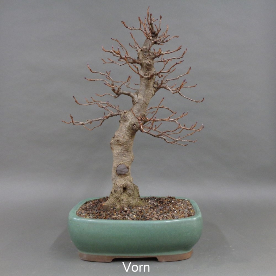 Bonsai, Schwarzerle, Alnus, vorn