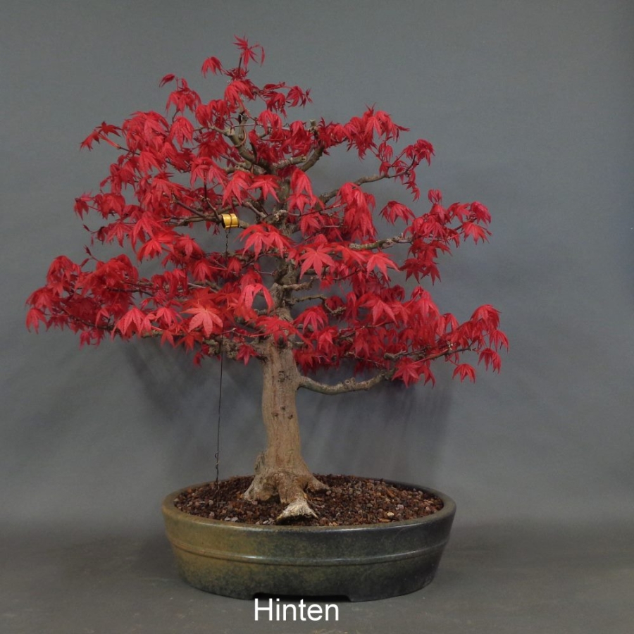 Bonsai, Faecherahorn