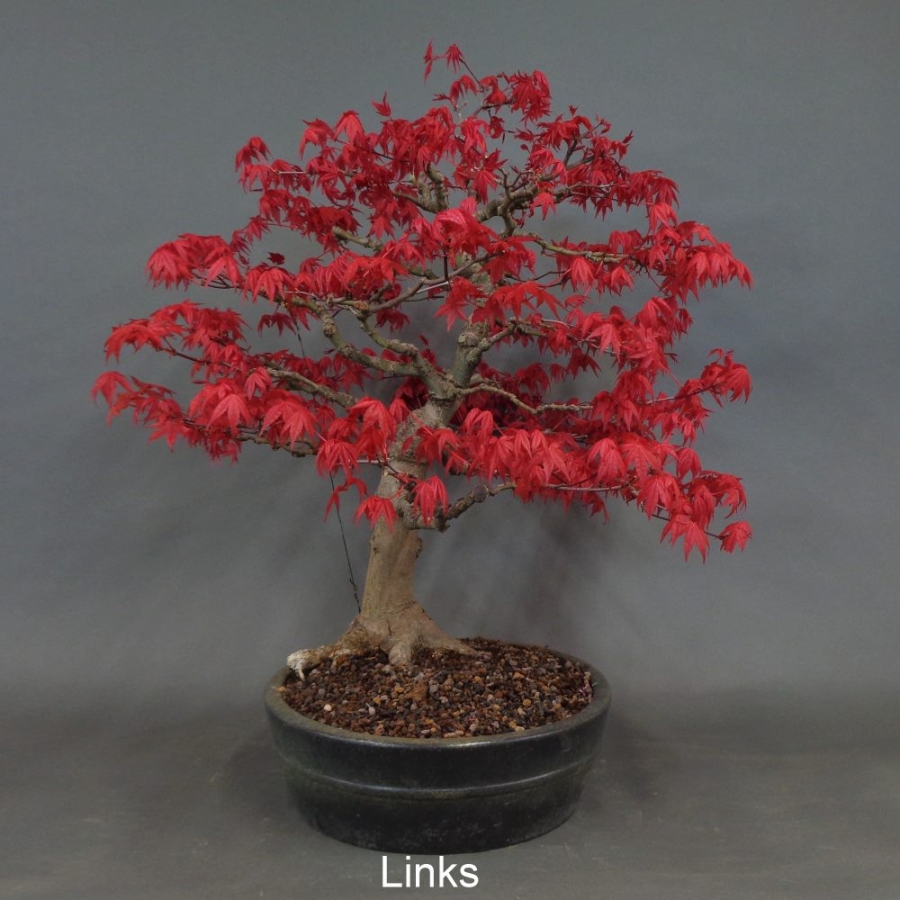 Bonsai, Faecherahorn