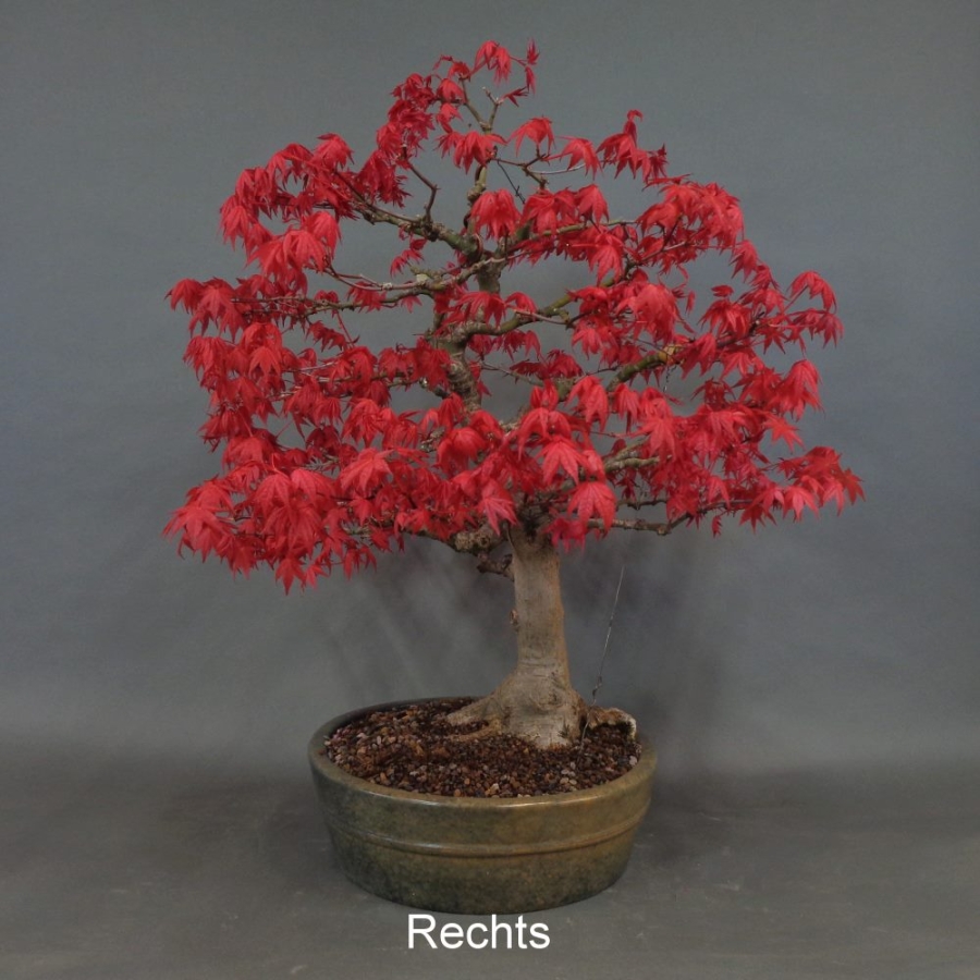 Fächerahorn ApaDe1 1500,-€