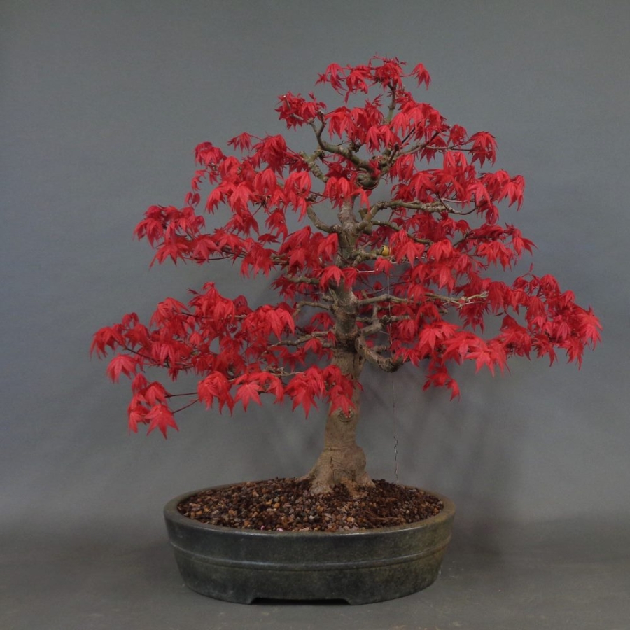 Bonsai, Faecherahorn