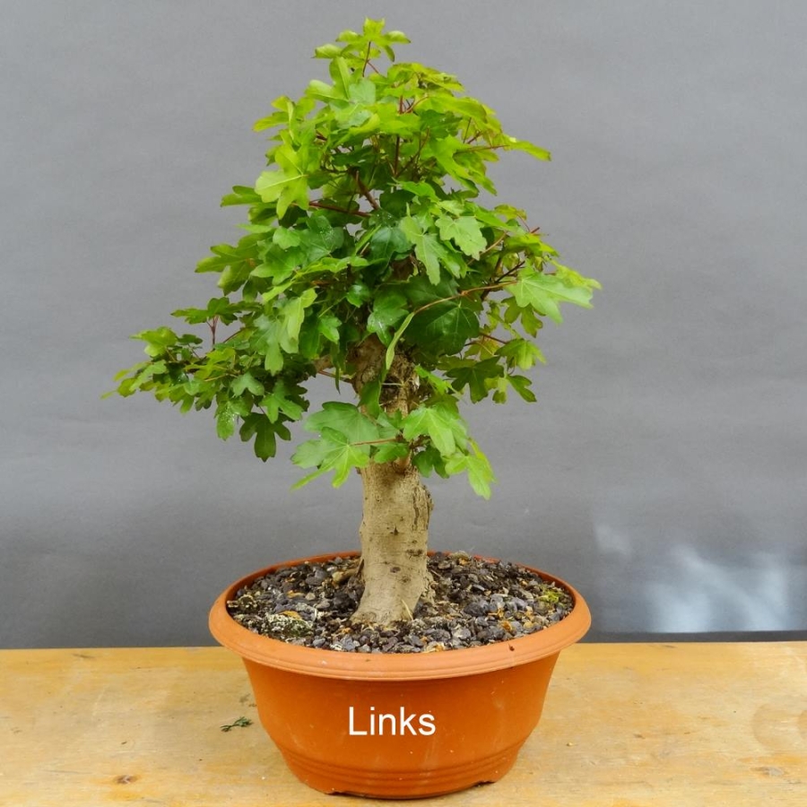 Pre-Bonsai, Acer ginnala, Feuerahorn