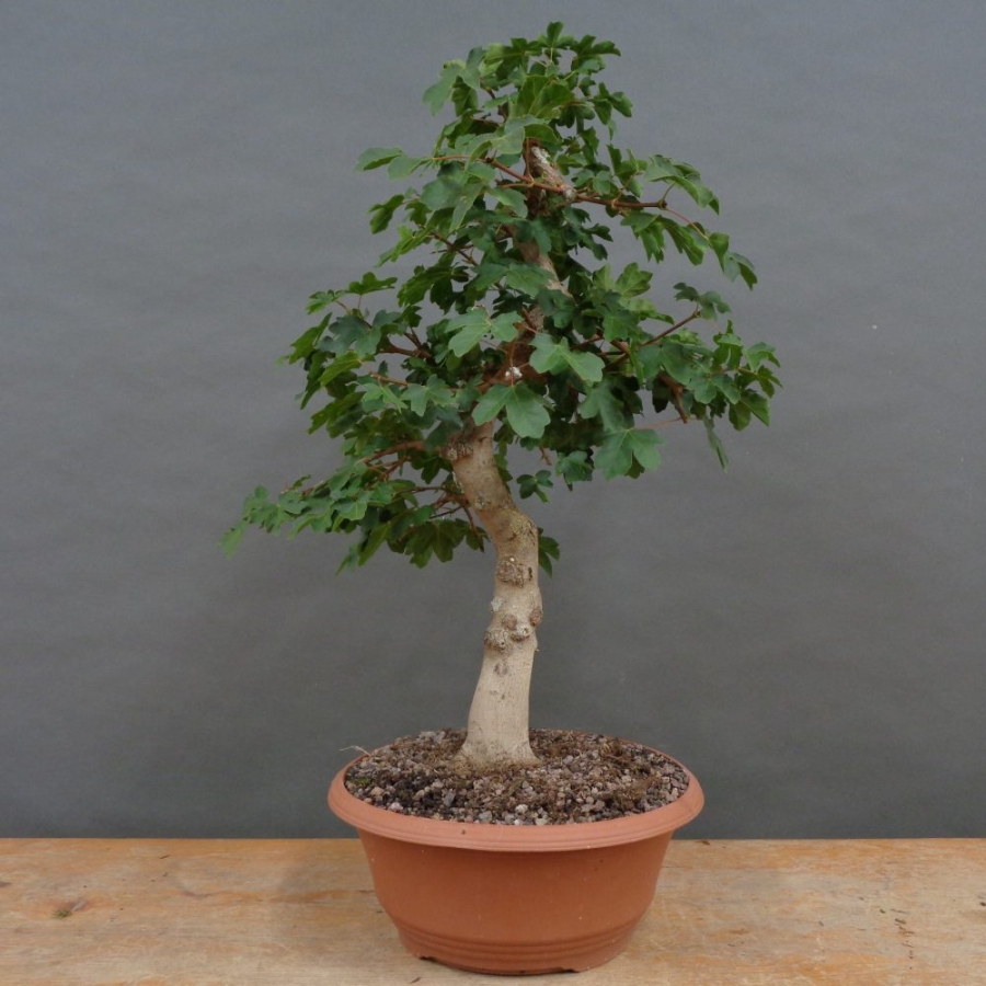 Pre-Bonsai, Acer ginnala, Feuerahorn