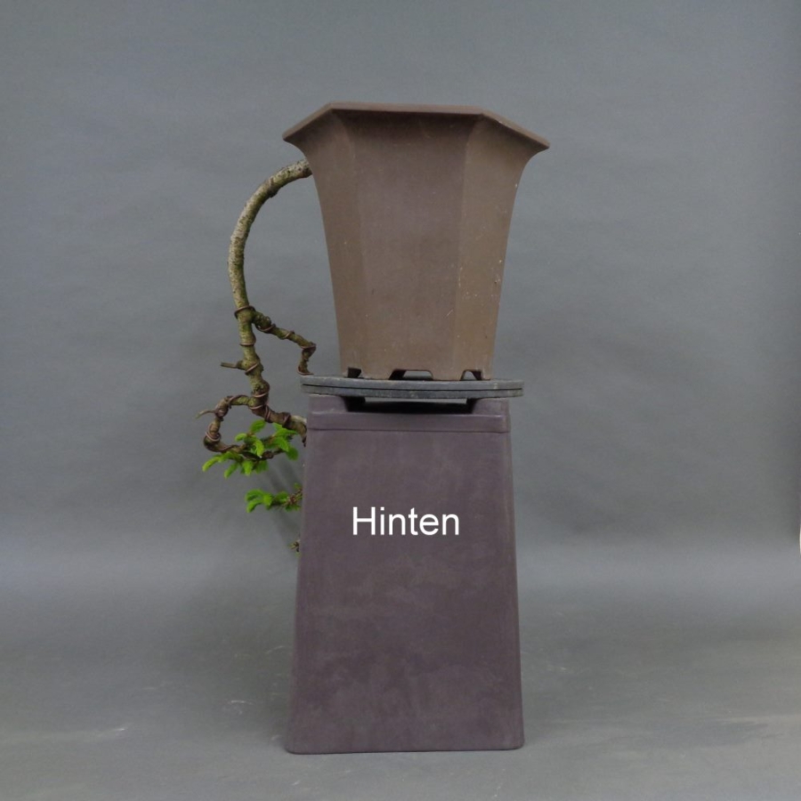 Fichte, Picea, hinten