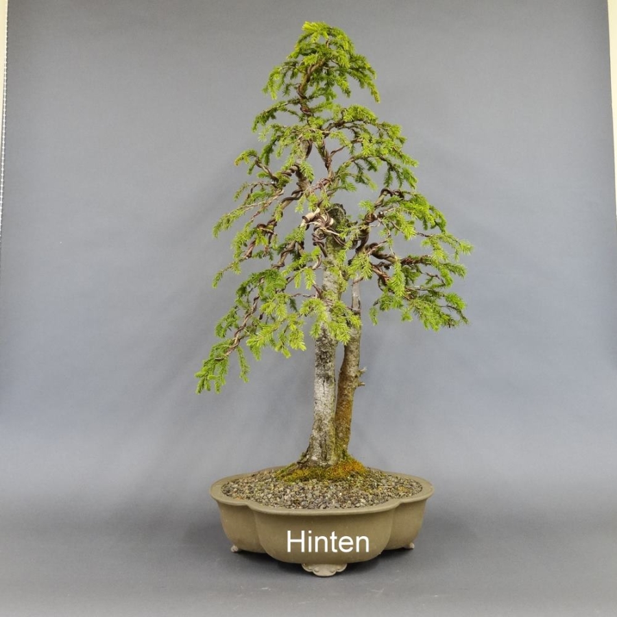 Fichte, Picea rechts