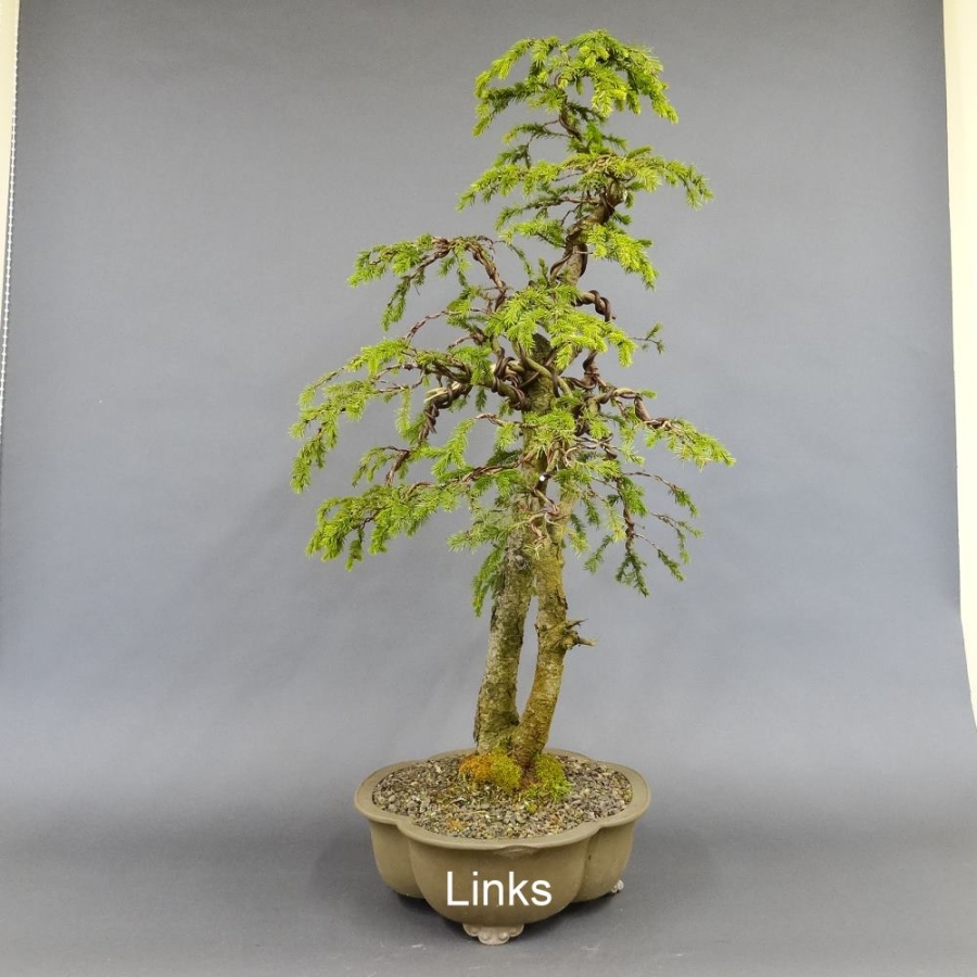 Fichte, Picea