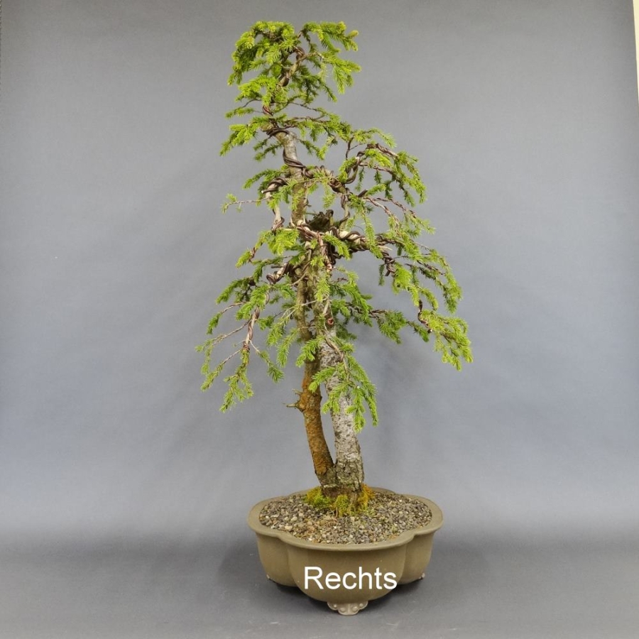Fichte, Picea rechts
