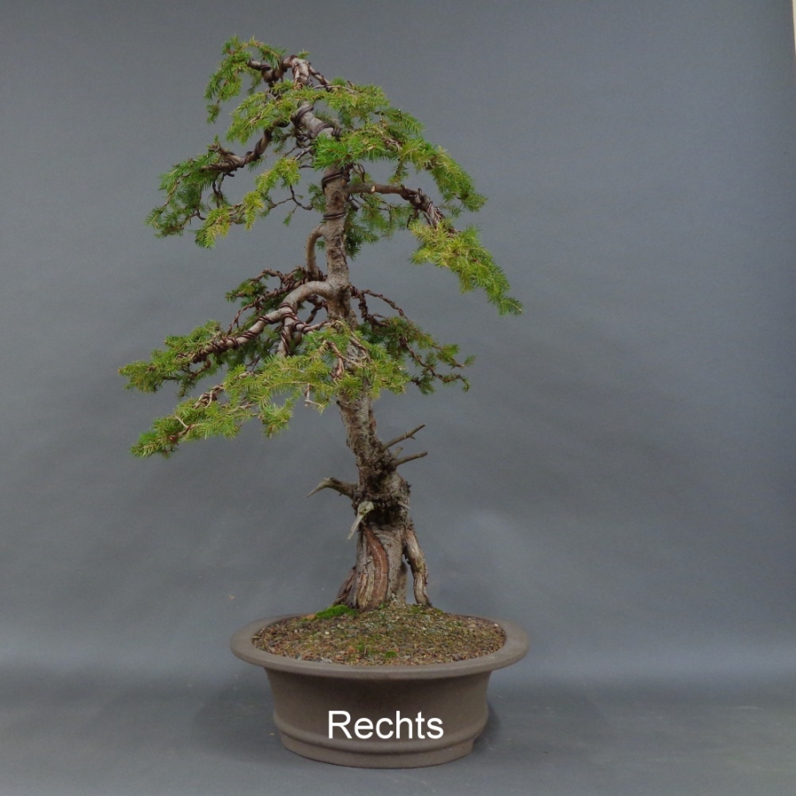 Fichte, Picea rechts