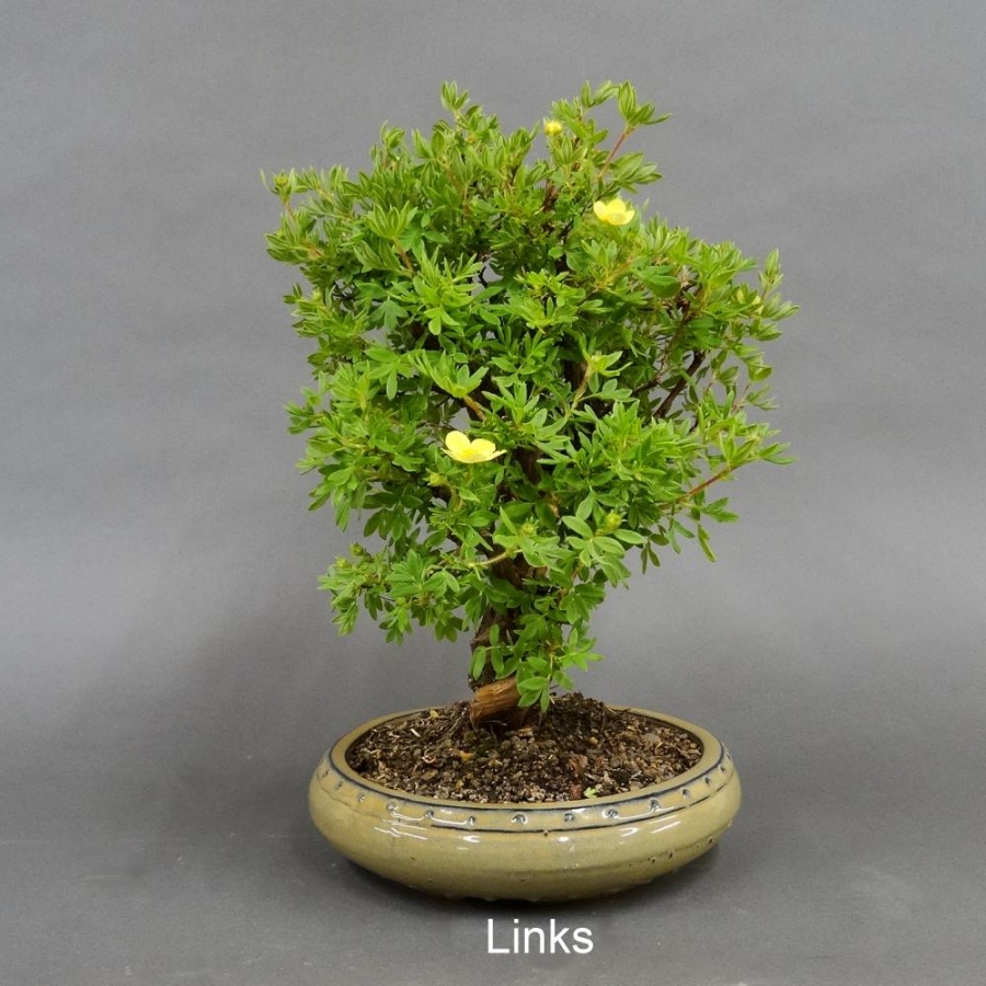 Fingerstrauch, gelb, Potentilla