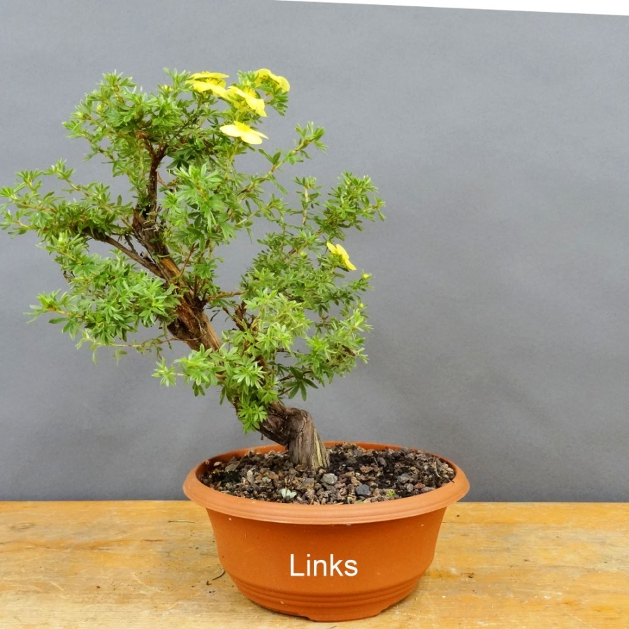 Potentilla, Fingerstrauch, Bonsai