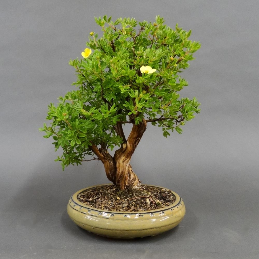 Fingerstrauch, gelb, Potentilla