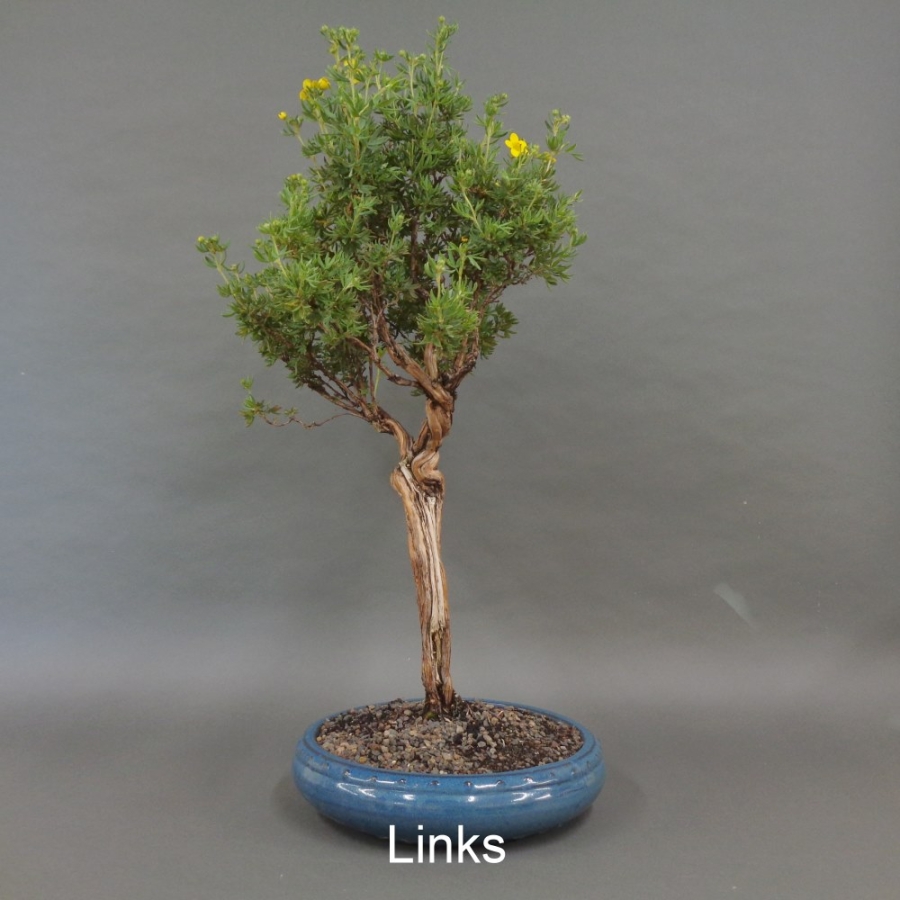 Fingerstrauch, gelb, Potentilla