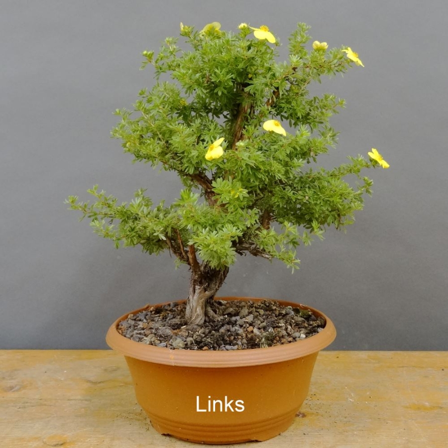 Potentilla, Fingerstrauch, Bonsai