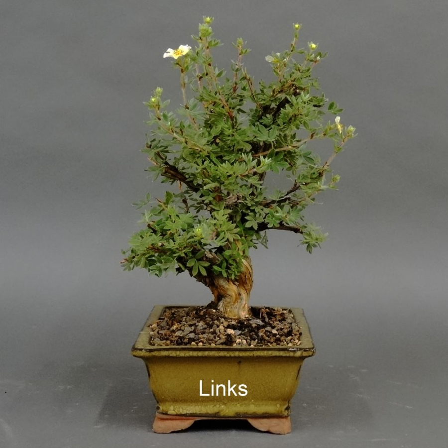 Fingerstrauch, gelb, Potentilla
