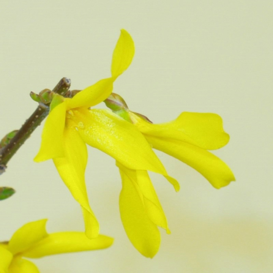 Goldglöckchen - Forsythia x intermedia 8