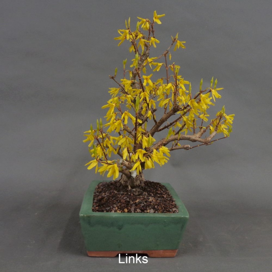 Forsythie, Goldglöckchen, Bonsai