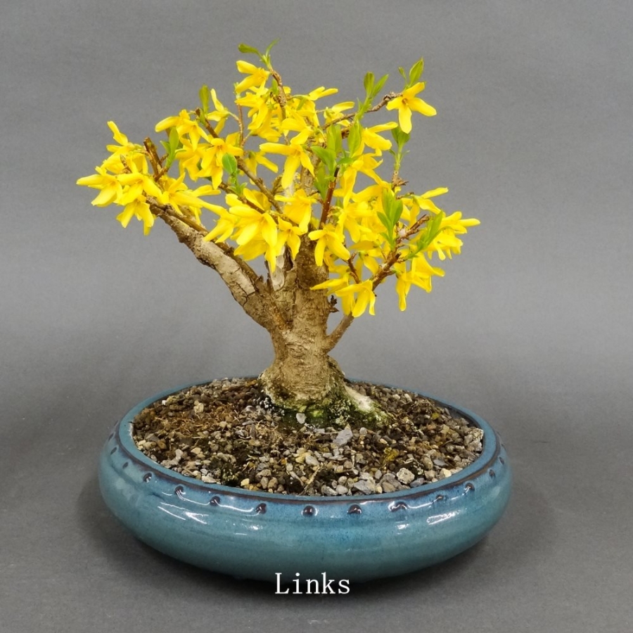 Forsythie, Goldglöckchen, Bonsai