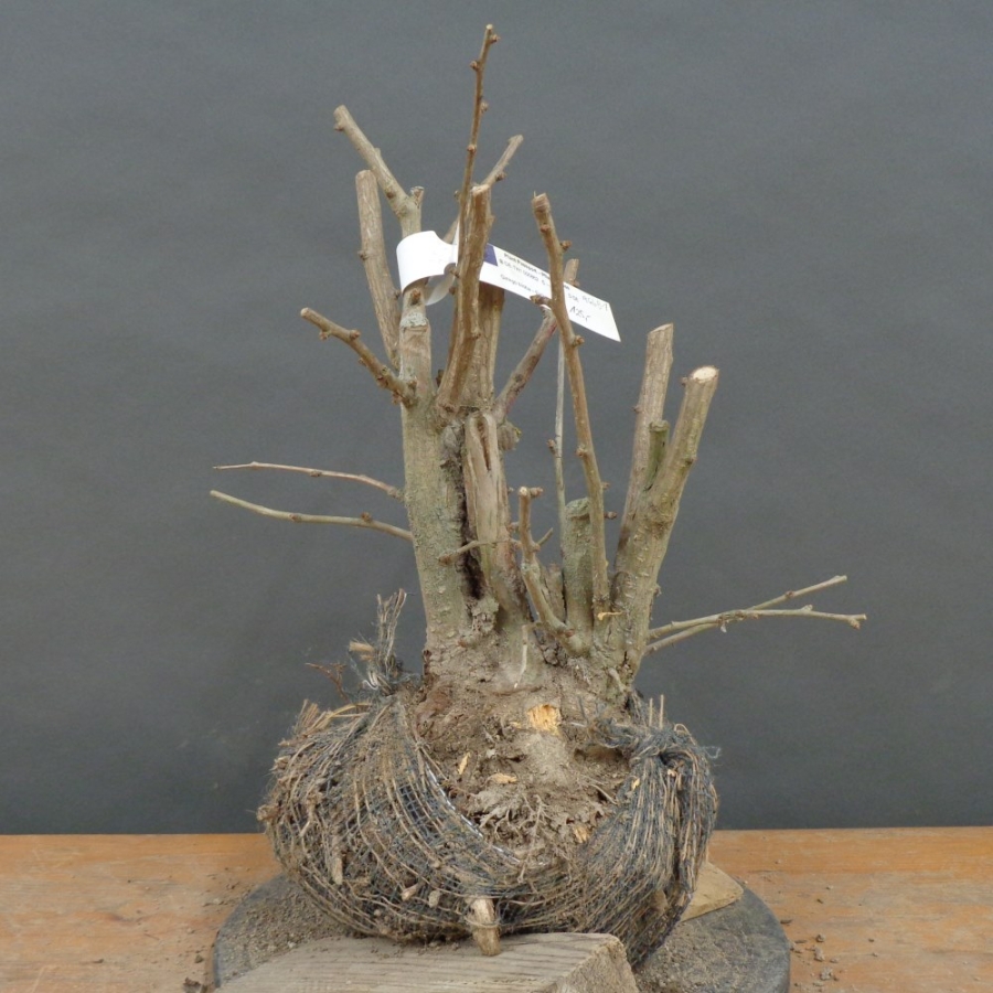 Ginkgo biloba Bonsai