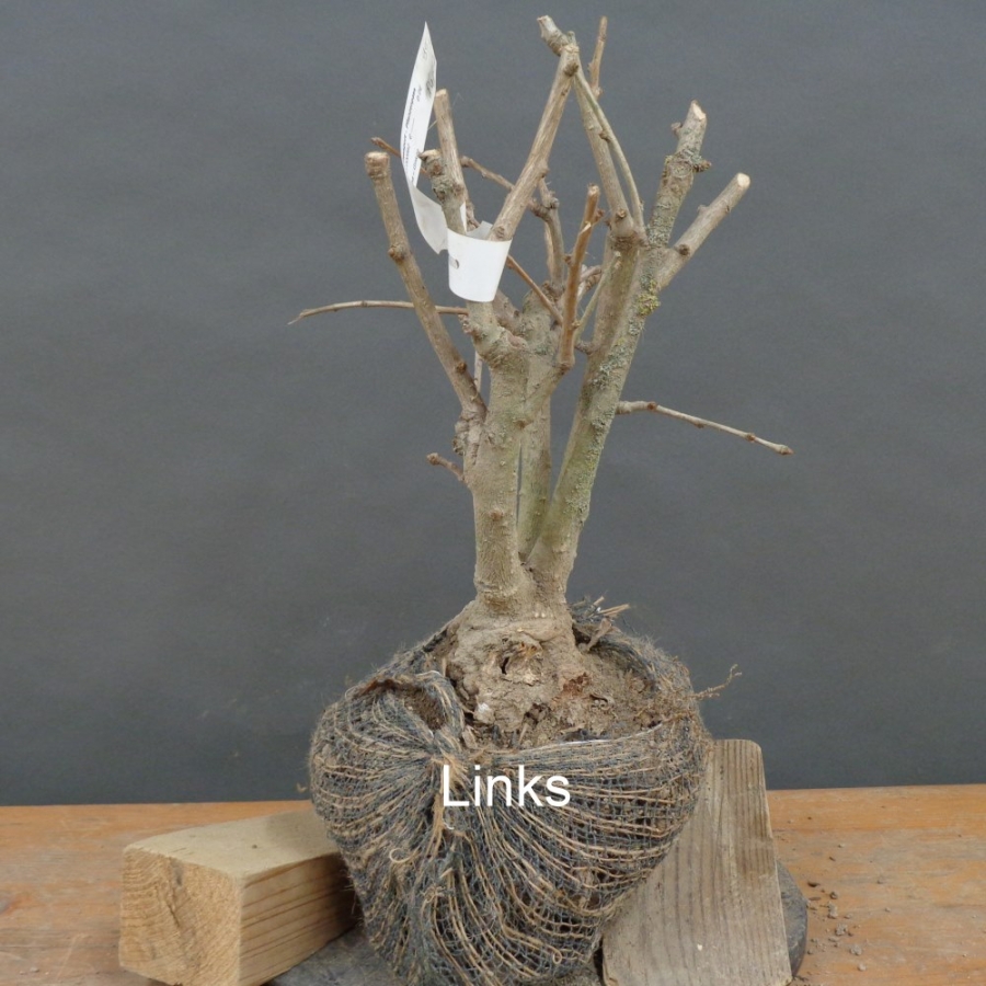 Ginkgo biloba Bonsai