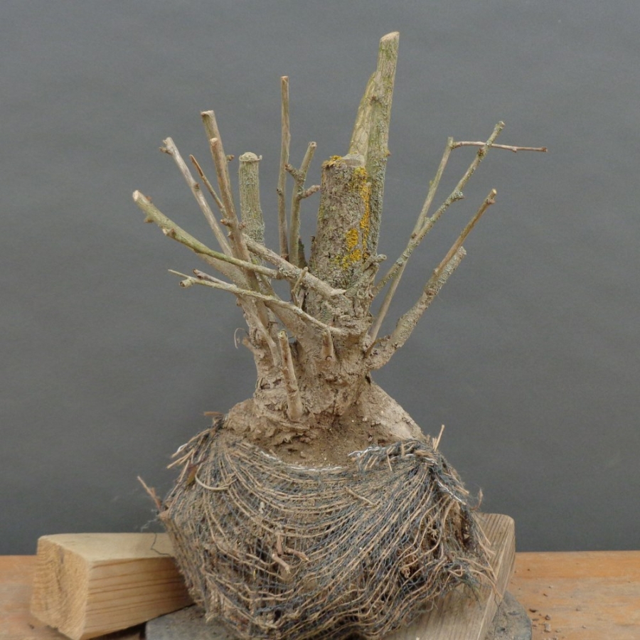 Ginkgo biloba Bonsai