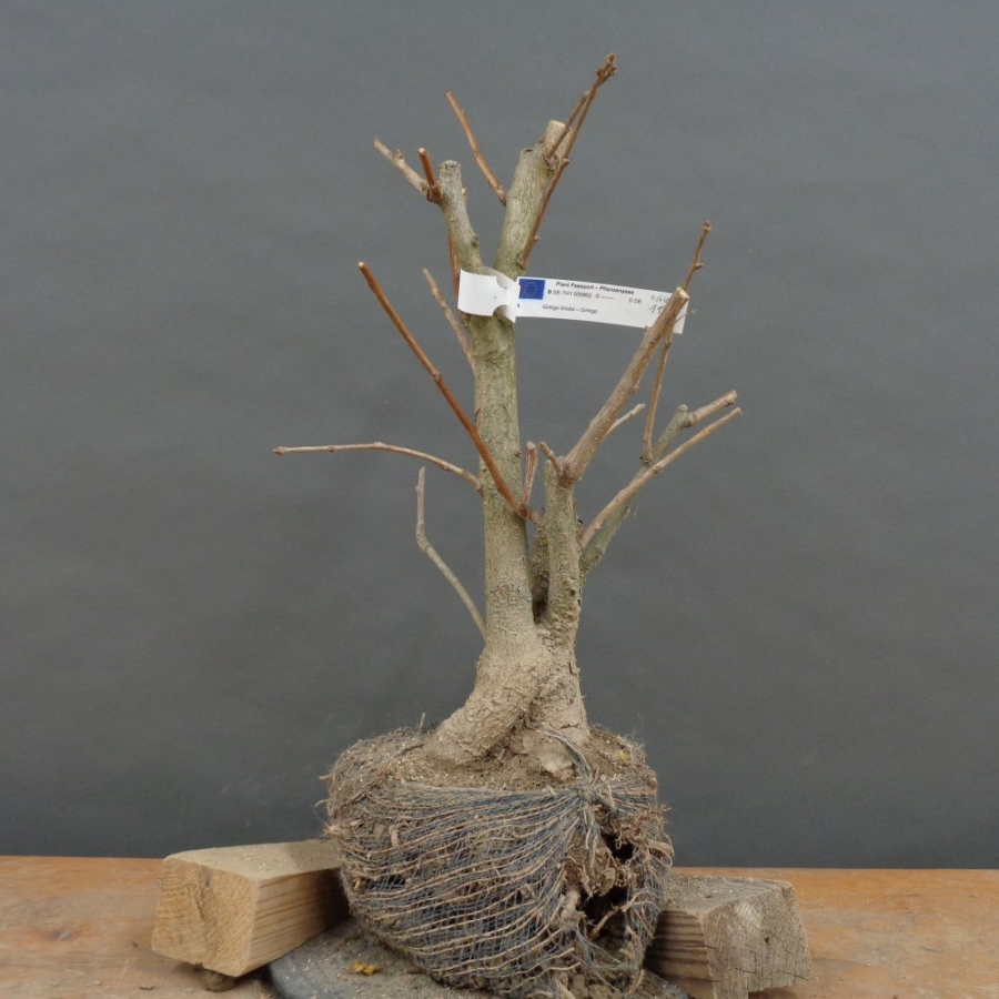 Ginkgo biloba Bonsai