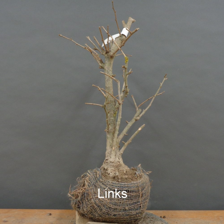 Ginkgo biloba Bonsai