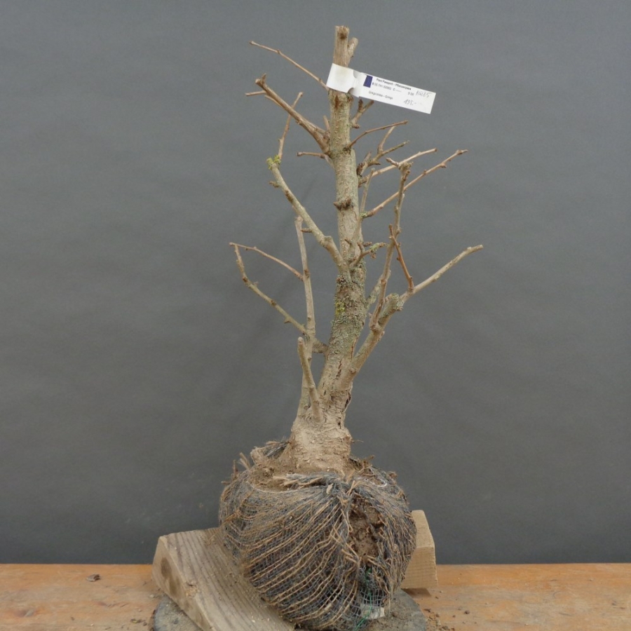 Ginkgo biloba Bonsai