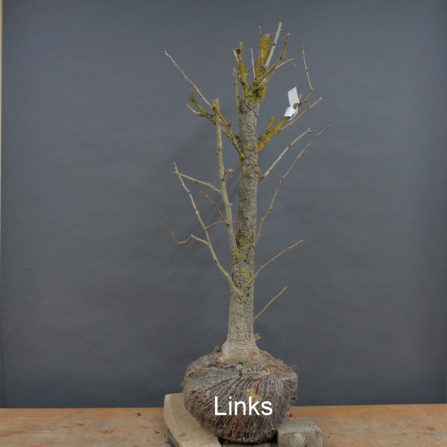 Ginkgo biloba Bonsai