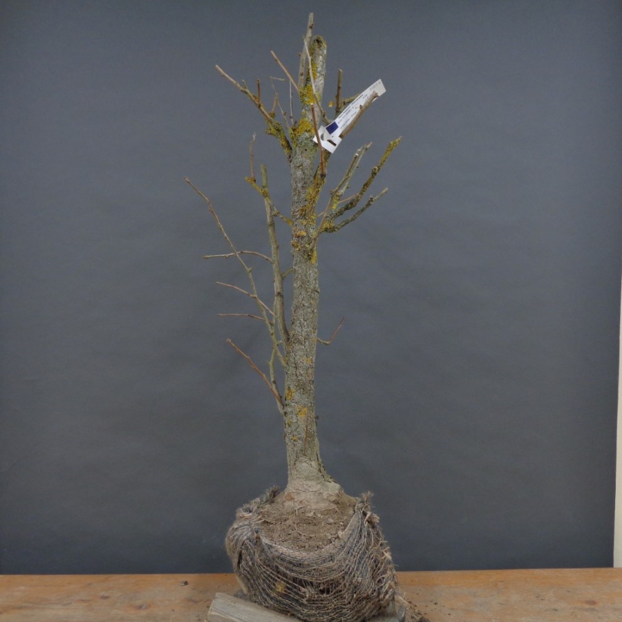 Ginkgo biloba Bonsai