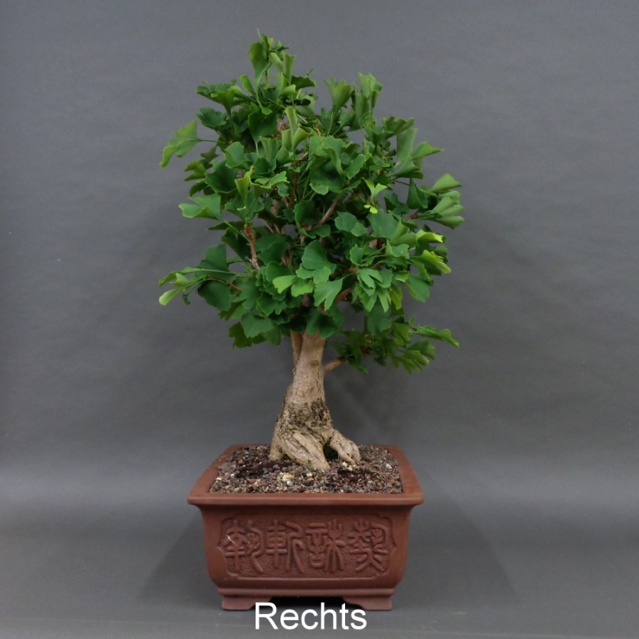 Ginkgo biloba Bonsai, rechts