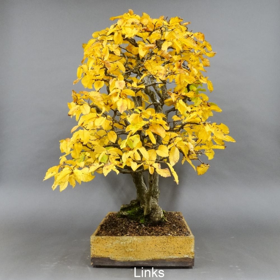 Bonsai, Hainbuche